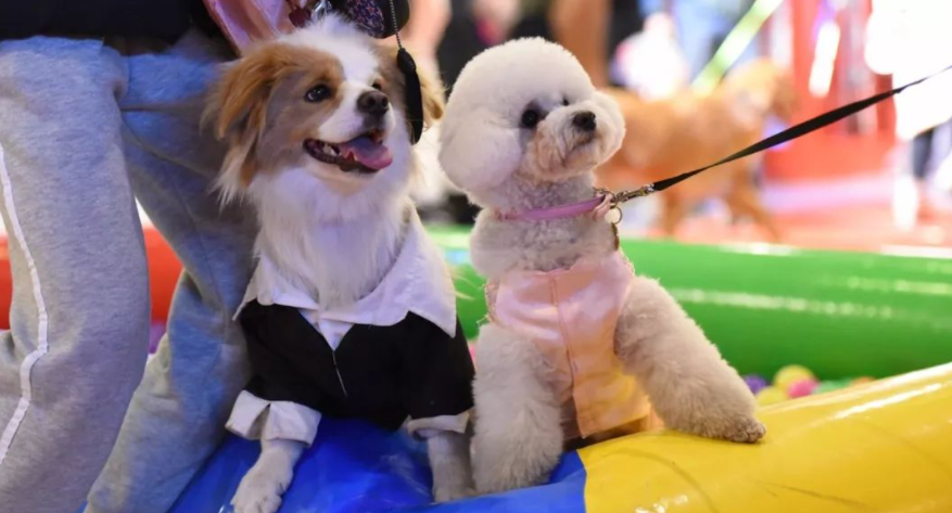 网友路上偶遇两只长相奇怪的狗，定睛一看……笑不活了！