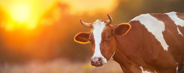 新手养殖肉牛注意事项 新手养牛的注意事项是什么