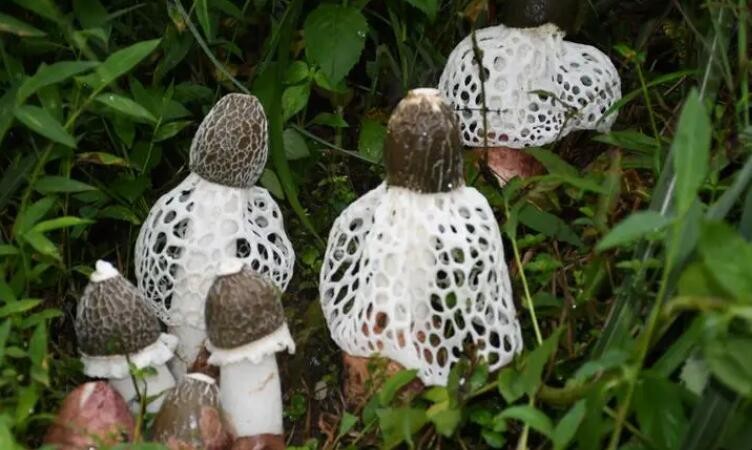 网状的蘑菇叫什么