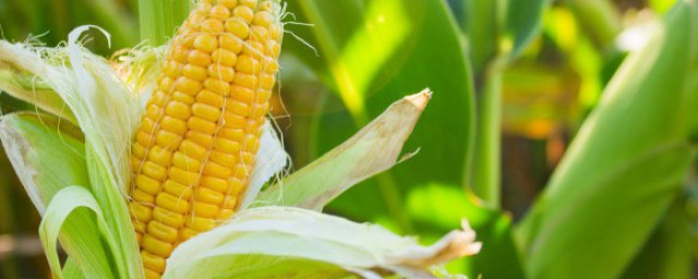 怎样识别玉米是新鲜玉米 识别玉米是新鲜玉米的方法