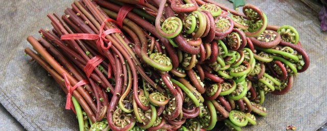 新鲜的蕨菜怎么做 新鲜的蕨菜如何做好吃
