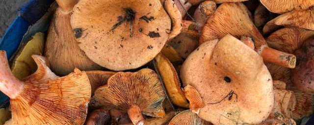 新鲜野生丛树菇怎么保鲜 新鲜野生丛树菇如何保鲜