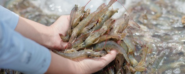 新鲜的河虾怎么保存 新鲜河虾的保存方法介绍