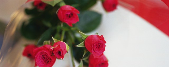新鲜的玫瑰花怎么保存 新鲜的玫瑰花的保存方法介绍