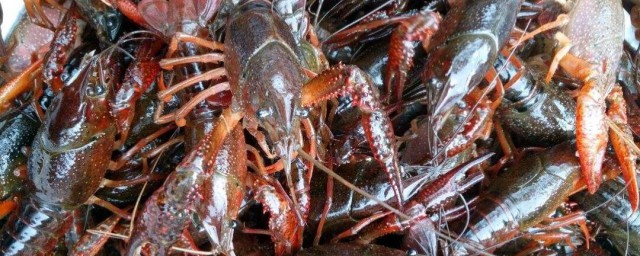 新鲜龙虾怎么保存 新鲜龙虾的保存方法介绍