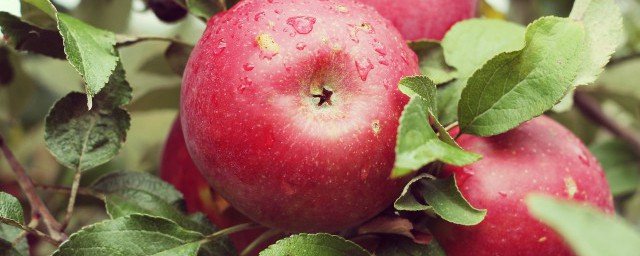 中午吃苹果有什么好处 中午吃苹果的功效有哪些