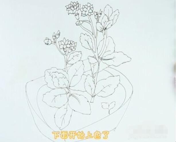 长寿花简笔画怎么画