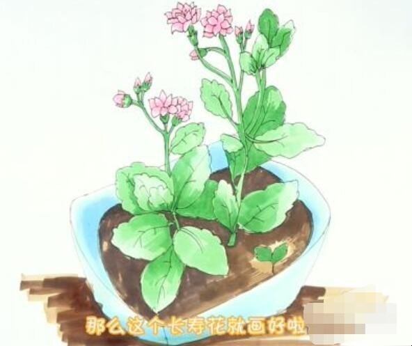 长寿花简笔画怎么画