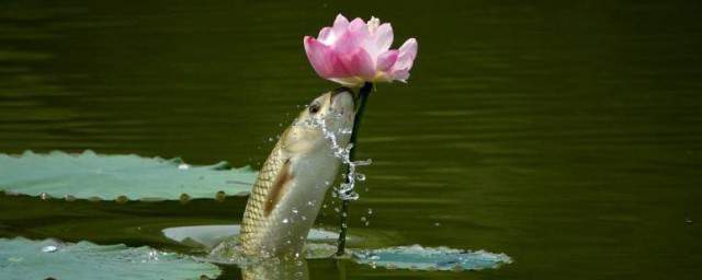鱼吃荷花的寓意是什么意思 关于鱼吃荷花的寓意介绍