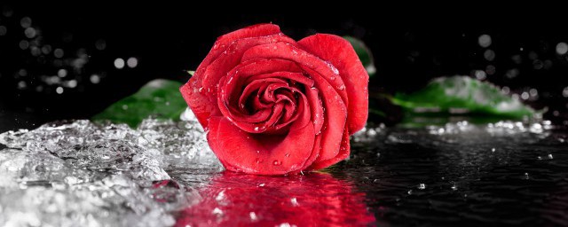 玫瑰花的传说 关于玫瑰花的传说有哪些