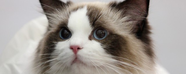 猫的眼睛怎么形容 猫的眼睛如何形容