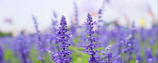 lavender是什么单词 lavender单词的介绍
