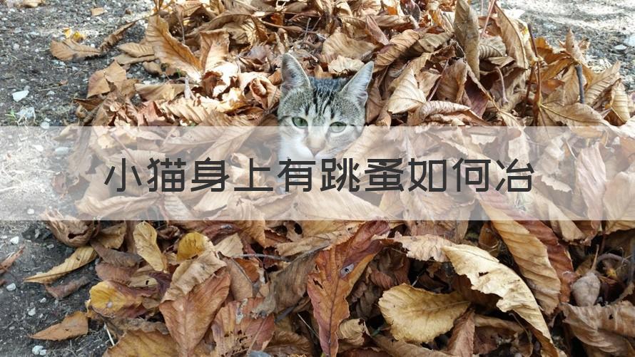 如何找到自己身上的跳蚤 小猫身上有跳蚤如何冶（专家回答）