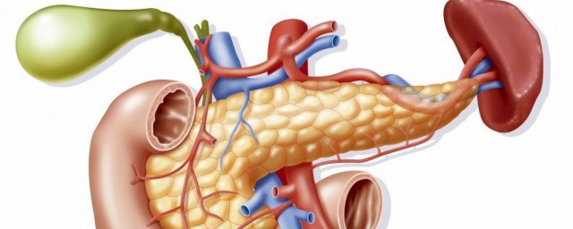 胰腺怎么读 胰腺在人体的哪个部位