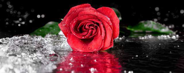 描写玫瑰花的优美句子 玫瑰花的优美句子总结