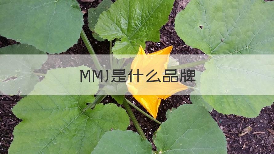 mmj MMJ是什么品牌（介绍）