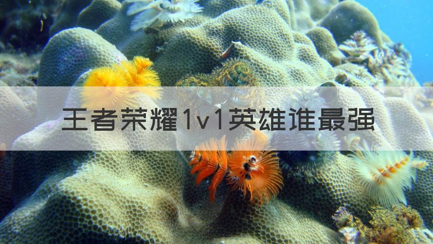 王者荣耀1v1英雄谁最强 （介绍）