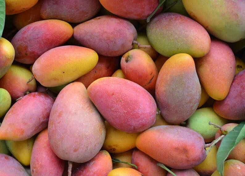海南三亚热带水果有哪些