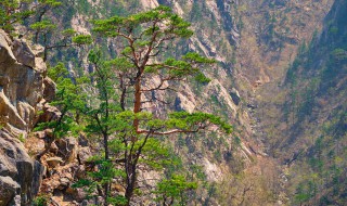 泰山有哪些著名景点 泰山有哪些著名景点请详说