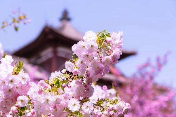 2023年西安青龙寺樱花几月开 开了吗现在