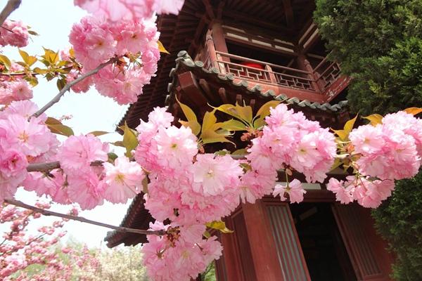 2023年西安青龙寺樱花几月开 开了吗现在