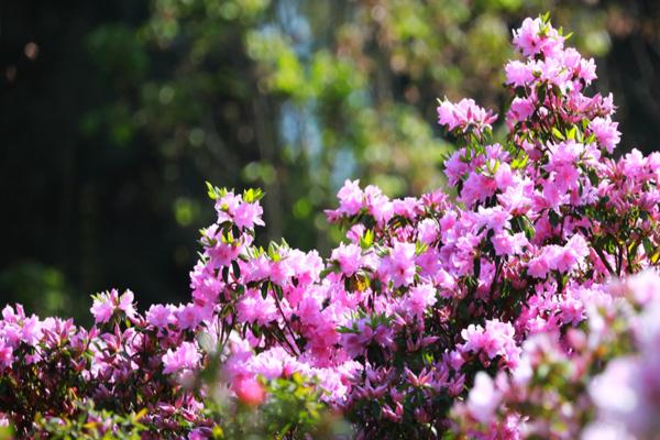 成都附近看杜鹃花的景点推荐