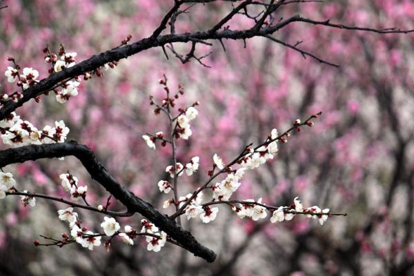 杭州春天赏花的地方2023