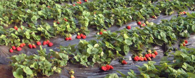 草莓苗什么时候修剪好 草莓苗哪个时间修剪合适