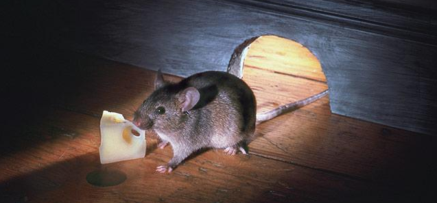 老鼠能活多少年