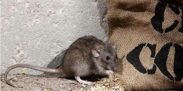 家里有老鼠怎么办