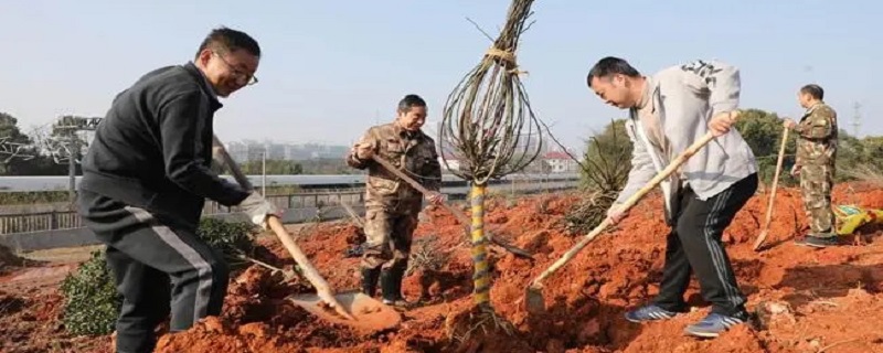 植树造林可以防止哪种情况