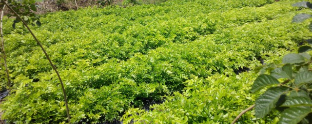 黄花梨怎么种植 种植黄花梨的方法