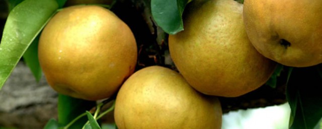 香水梨几月份成熟 香水梨哪个月份成熟的呢