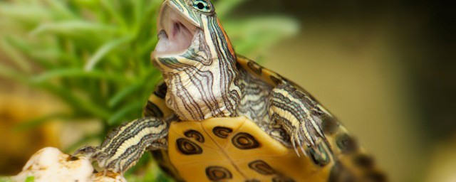草龟和巴西龟能一起养吗 草龟和巴西龟可以一起养吗