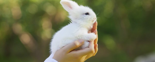 兔子能和鸡养在一起吗 兔子和鸡可以混养吗
