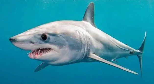 食人鱼能吃掉鲨鱼吗 食人鱼能不能吃掉鲨鱼