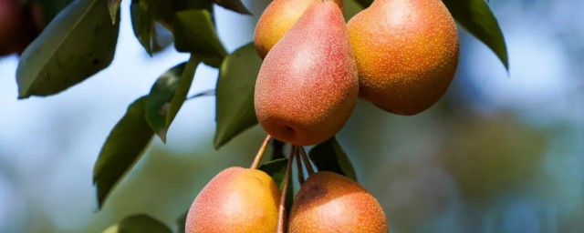 葫芦梨几月份成熟 葫芦梨的成熟期在几月