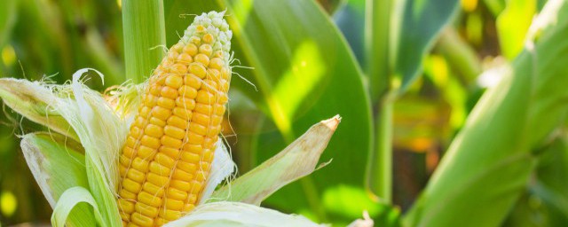 山东玉米几月份成熟 山东玉米的成熟期在几月
