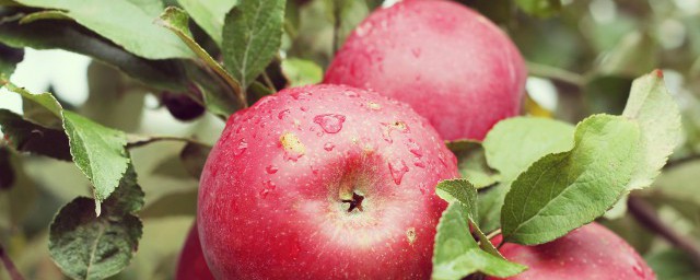 新鲜苹果储存方法 新鲜苹果怎么保存