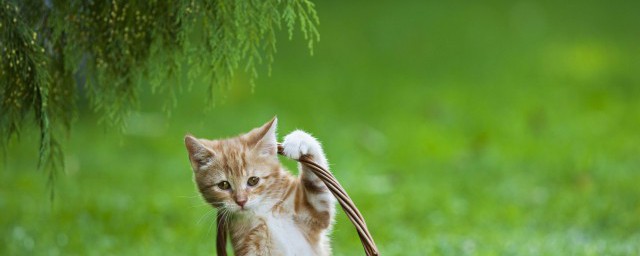 婴儿和猫能一起养吗 婴儿和猫能一起相处吗