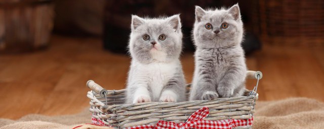 母猫和小猫能一起养吗 母猫和小猫可以一起养吗