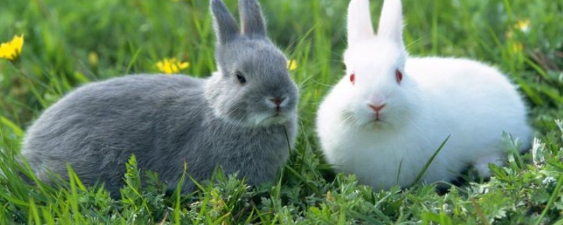 为什么兔子都是三三两两的在一起