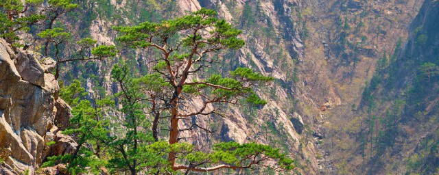 黄山松怎么养 黄山松养殖方法