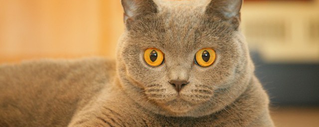 猫咪黄疸怎么治疗 猫咪黄疸的方法