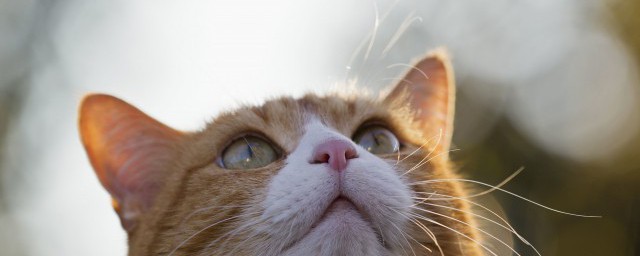 怎么判断猫咪发烧 如何判断猫咪是否发烧