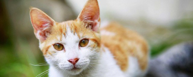 猫咪耳螨怎么治疗 关于猫咪的耳螨知道怎么治疗吗