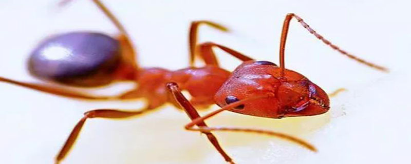 家里有红色的小蚂蚁怎么处理