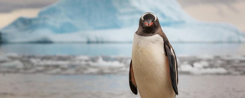 企鹅为什么生活在南极