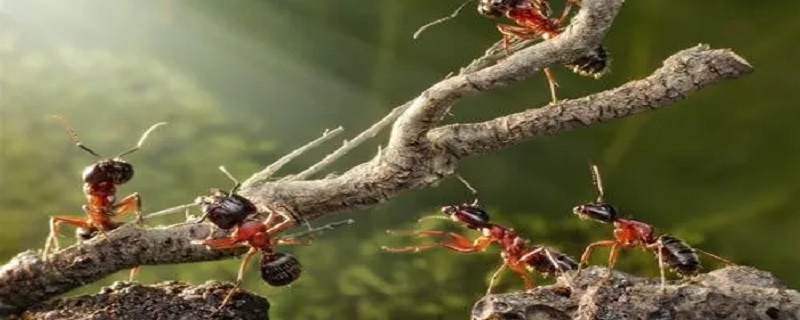 蚂蚁搬家的过程