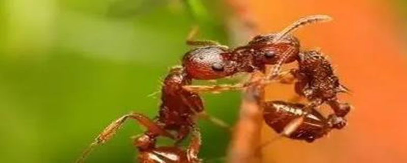 家里红蚂蚁如何彻底清除